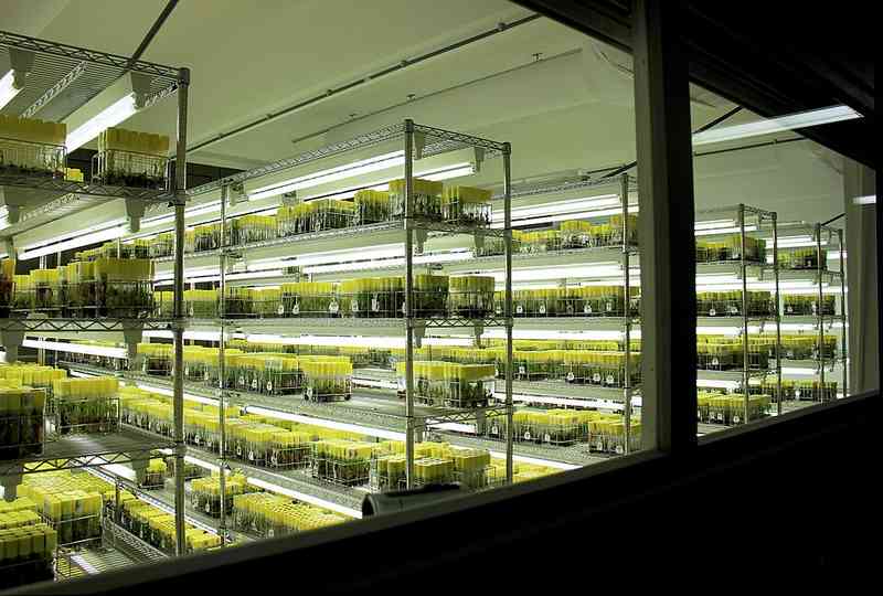  香蕉物种多样性丰富；主流品种遇难题，科研努力守护未来。 健康养生 香蕉物种多样性丰富；主流品种遇难题，科研努力守护未来。 健康养生