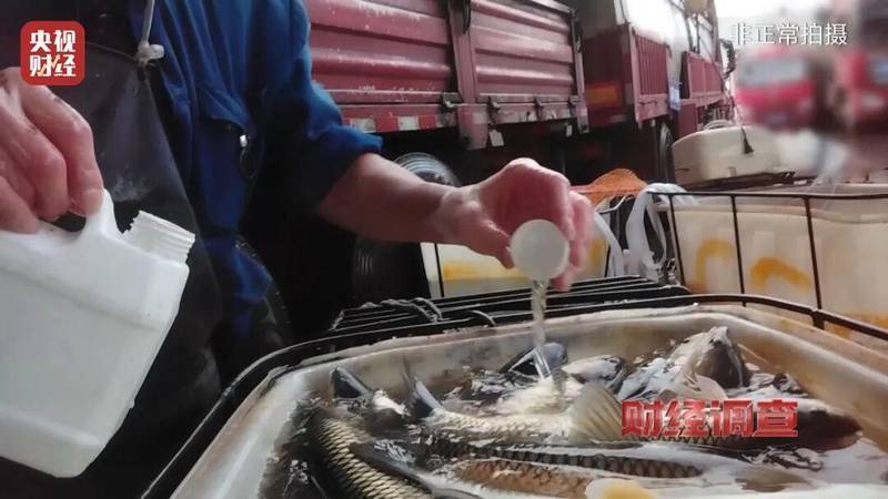 活鱼运输暗藏隐患,麻醉剂滥用曝光;监管部门迅速行动,市场乱象待整治。 健康养生