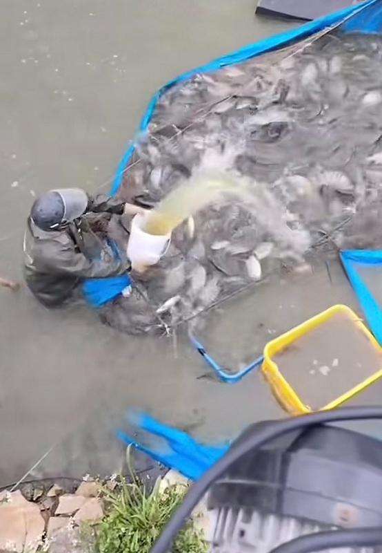 活鱼运输暗藏隐患,麻醉剂滥用曝光;监管部门迅速行动,市场乱象待整治。 健康养生