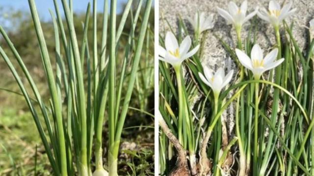 贪恋春日野味却酿苦果?掌握科学饮食避开安全陷阱。 健康养生