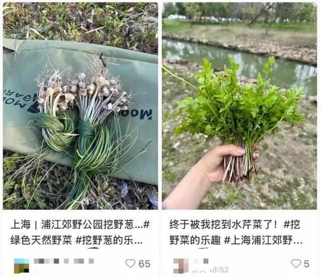 贪恋春日野味却酿苦果?掌握科学饮食避开安全陷阱。 健康养生