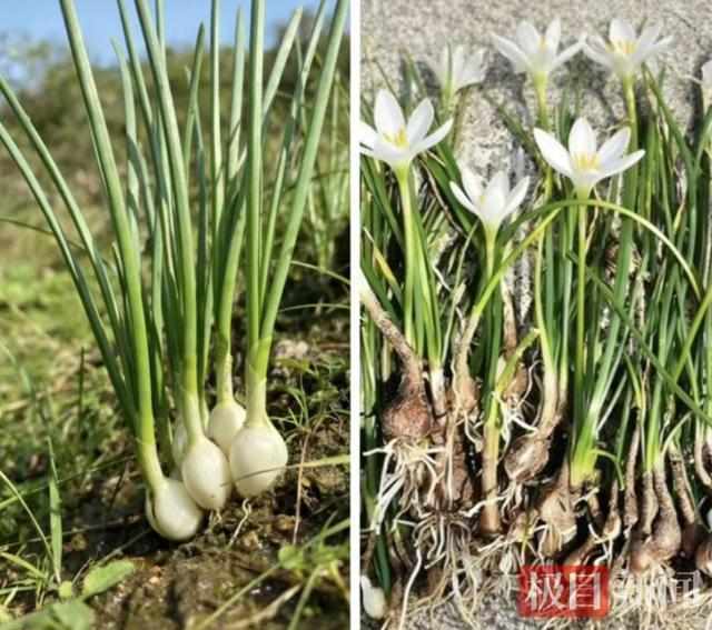 贪恋春日野味却酿苦果?掌握科学饮食避开安全陷阱。 健康养生