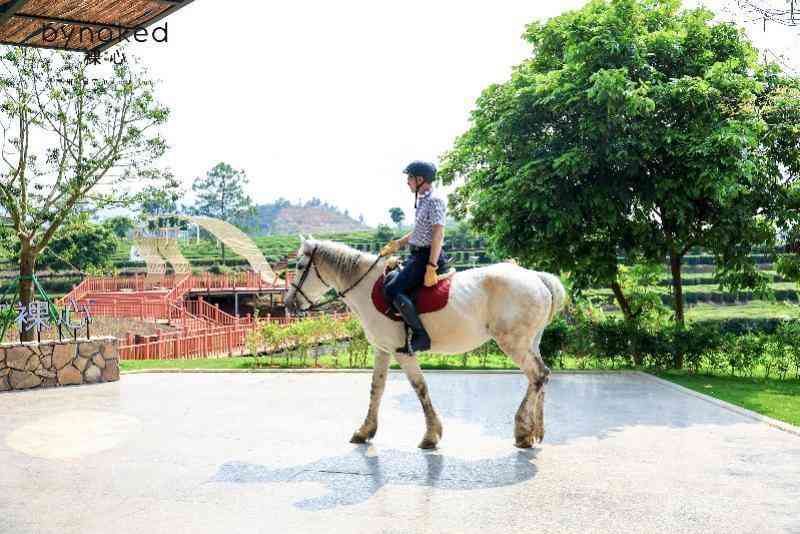 从水泥厂到茶园秘境:裸心集团华南首作的工业遗存改造方法论 文化旅游